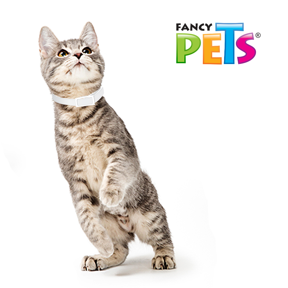 FL3601 1 Pieza De Collar Antipulgas Para Gato