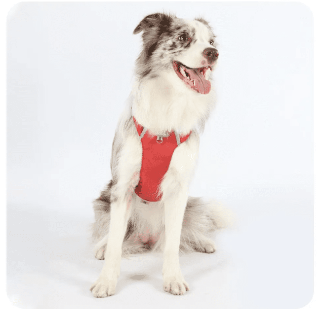 CT0403 1 Pieza De Pechera Para Mascota