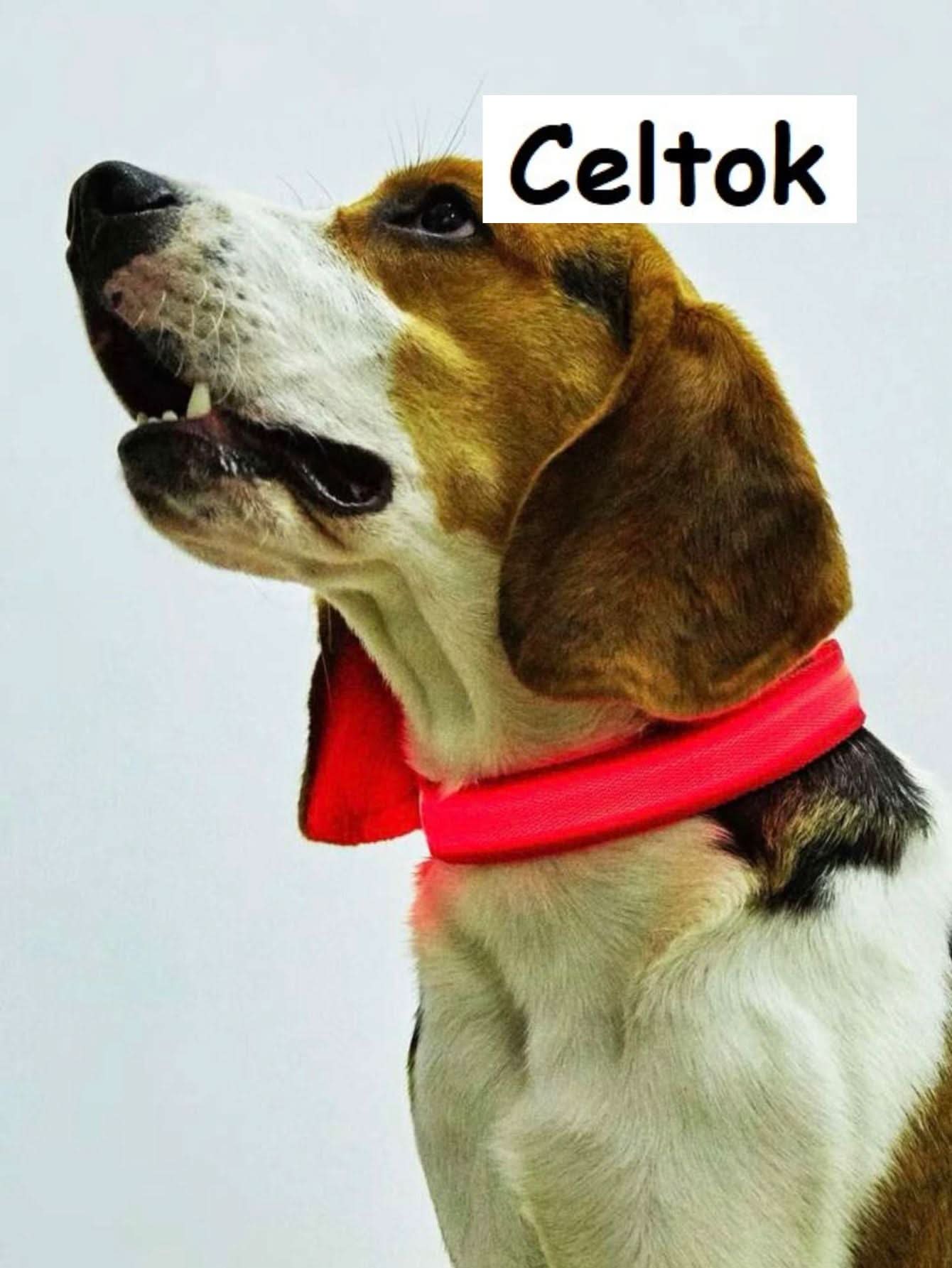 CT2111-50305 1 Pieza De Collar De Luz LED De Bateria