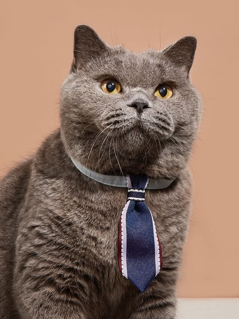 CT7219 1 Pieza De Collar Diseño De Corbata Para Mascota