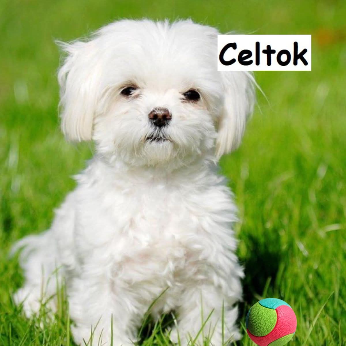 CT9932 1 Pieza De Juguete Para Mascota