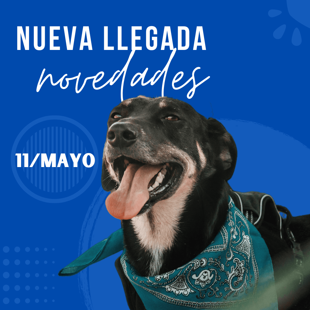 11 De Mayo