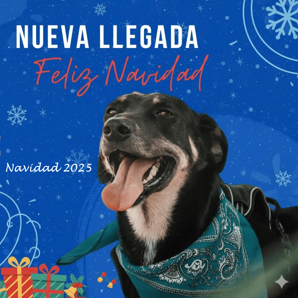 Navidad 2025
