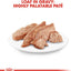 CT1165 1 Pieza De Alimento Persa Para Gato