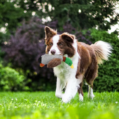 CT9566 1 Pieza De Juguete Para Mascota