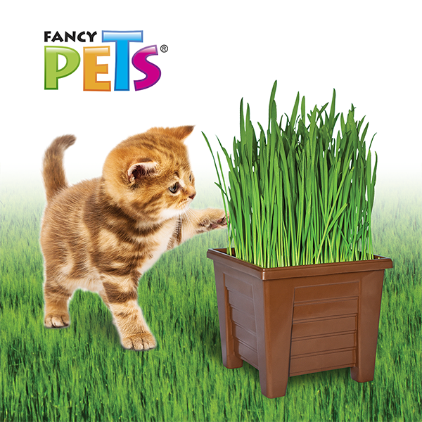 FL3916 1 Pieza De Pasto Para Gato