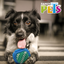 FL9424 1 Pieza De Juguete Cubo Dental Para Mascota