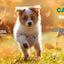 PS1814 1 Pieza De 8 Kg De Alimento Premium Cachorro MLB