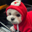 CT5025 1 Pieza De Ropa De Invierno De Navidad Para Mascota