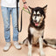 CT7654 1 Pieza De Correa Para Mascota