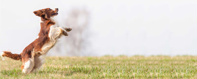 CT8481 1 Pieza De Alimento Digestive Health 2 Kg