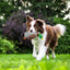 CT9566 1 Pieza De Juguete Para Mascota