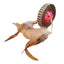 CT9801 1 Pieza De Juguete Para Mascota
