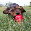 CT2050 1 Pieza De Crema Para Perro KONG Easy Treat sabor Crema de Cacahuate