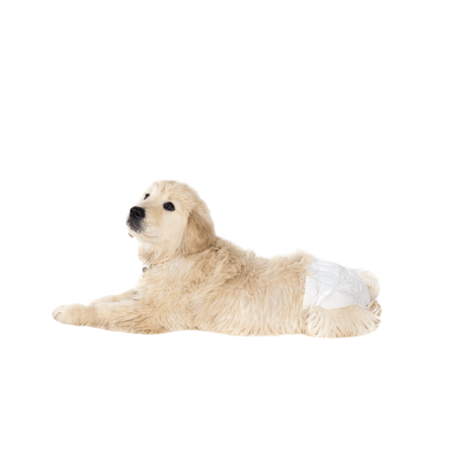 FL1912 1 Paquete De 12 Piezas De Pañal Ch Para Perro