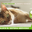 CT8436 1 Pieza De Alimento Humedo Felino Indoor Carne y Pollo