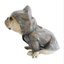 CT2085 1 Pieza Abrigo De Lluvia Impermeable Para Perro