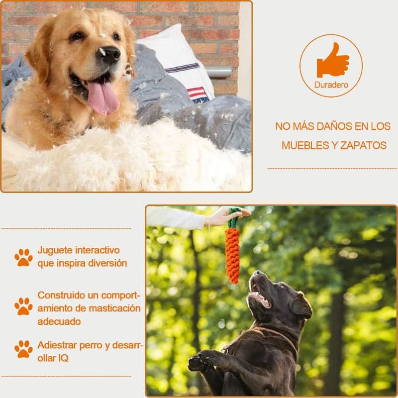 CT1750 1 Set De 10 Piezas Set Juguete De Mascota